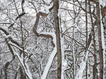 Photo by Chris Wolf)
