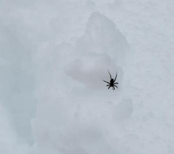 A spider, harbinger of spring, moves across the snow.