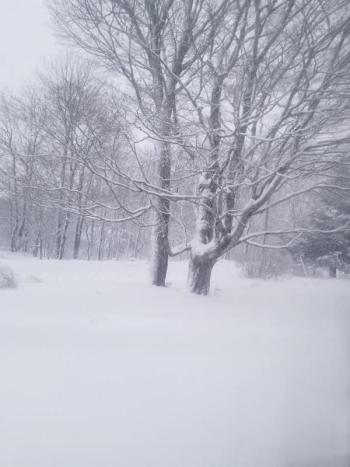 Tree trunks and more are buried in the snow in Morrill. (Photo courtesy of Laura Stupca)