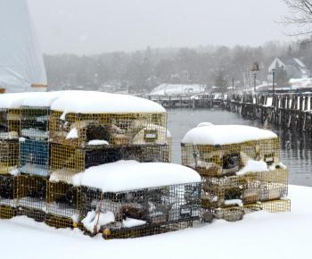 Swallows have spent the winter in these traps, which were left on the wharf at Rockport Harbor. (Photo by Lynda Clancy)