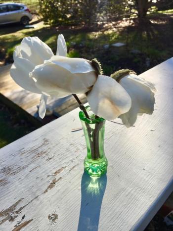 My magnolia tree is in full bloom. Happy spring. SUZI THAYER/Boothbay Register
