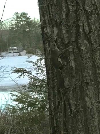 flying squirrel