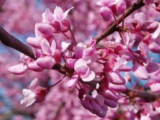 Eastern redbud (Cercis canadensis) is covered with dense clusters of pink flowers in spring before the leaves emerge.