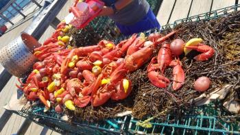 A complementary lobster bake was produced for the volunteers afterward.