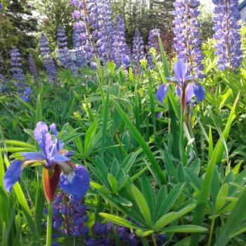Matinicus lupines (Photo courtesy Susan Sidwell)