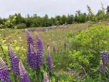 Matinicus lupines (Photo courtesy Susan Sidwell)