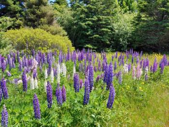 Matinicus lupines (Photo courtesy Kim Peabody)