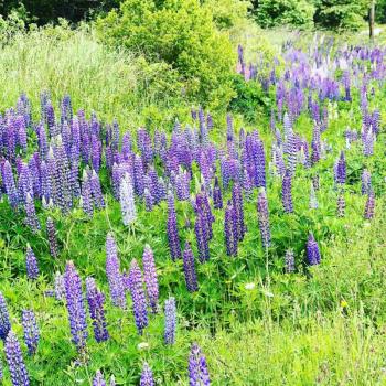 Matinicus lupines (Photo courtesy Susan Sidwell)