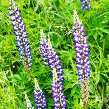 Matinicus lupines (Photo courtesy Susan Sidwell)