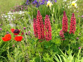 Tony’s red lupines on Matinicus. (Photo courtesy Maria Crano)