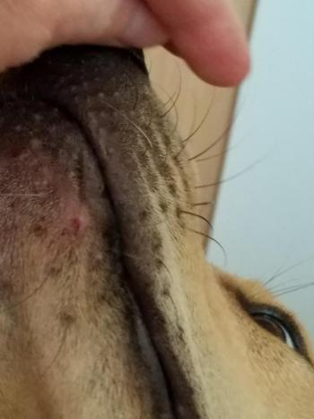 Decker, a nine-month-old mixed breed dog received puncture wounds on his chin after an encounter with a raccoon on July 12. (Photo by Diane Sturgeon)