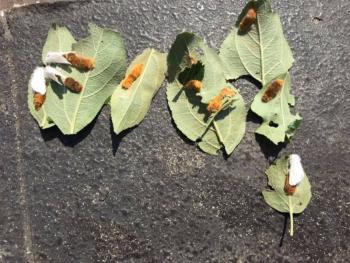 Browntail moths laying eggs in Bath. The leaves have been removed from the tree. (Photo courtesy of Bath Forestry Division)
