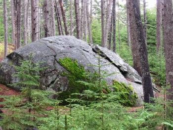 Erratic. Communion of moss and rock. (Photo courtesy Kristen Lindquist)