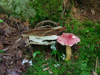 Fairy houses are only allowed on the Cathedral Woods Trail (Photo courtesy Kristen Lindquist)