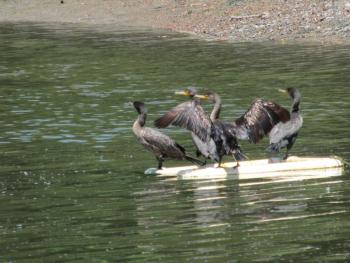 Cormorants get ready to take flight, but it’s much easier to get to see them this close without the noisy drone of a typical boat motor. (Photos by Kay Stephens)