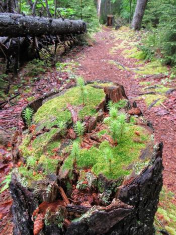 Forest microcosm takes root on a rotting stump. (Photo courtesy Kristen Lindquist)