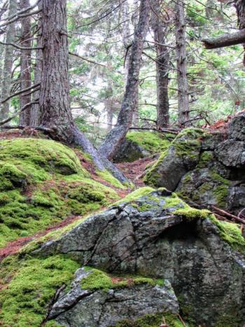Interactions of rocks and trees in Cathedral Woods can be almost sculptural. (Photo courtesy Kristen Lindquist)