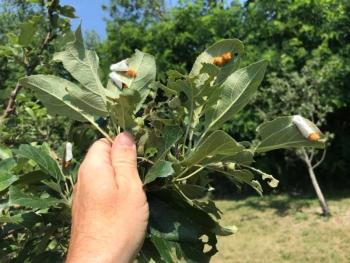 Browntail moths laying eggs in Bath. (Photo courtesy of Bath Forestry Division)