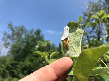 Browntail moths laying eggs in Bath. (Photo courtesy of Bath Forestry Division)