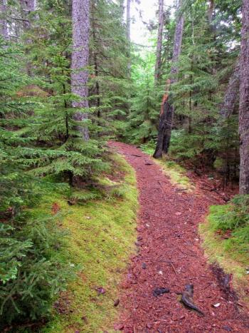 One of the many trails through Cathedral Woods. (Photo courtesy Kristen Lindquist)
