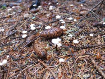 Tiny Mushrooms. Each of these tiny mushrooms grows from a single spruce needle. (Photo courtesy Kristen Lindquist)