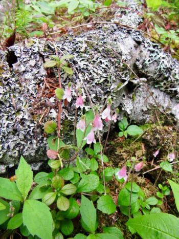 You have to get down on your knees to really see Twinflowers. (Photo courtesy Kristen Lindquist)