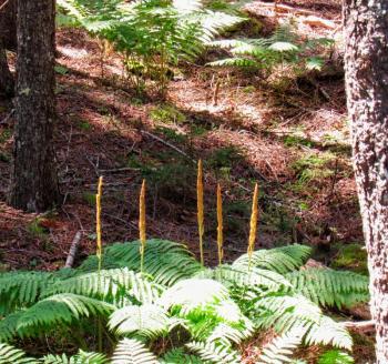 Cinnamon Ferns (Photo courtesy Kristen Lindquist)