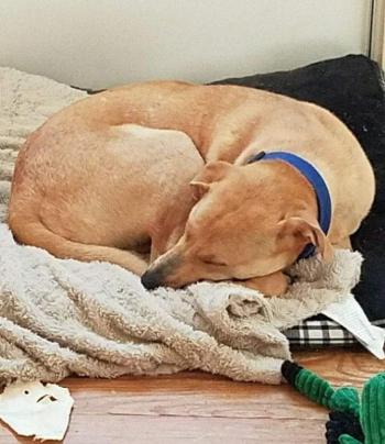 Decker, a nine-month-old mixed breed recovers from a tangle with a raccoon on July 12. (Photo by Diane Sturgeon)