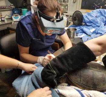 Snapping Turtle H-30 Long Pond (Belgrade) Dr. Neville surgically removes the large hook. Photo courtesy Avian Haven