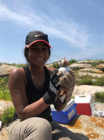 Intern, Indira Rojas prepares a puffin for a blood sample. What are biologists looking for? Find out at the 2018 Nesting Seabird Report talk on October 10.