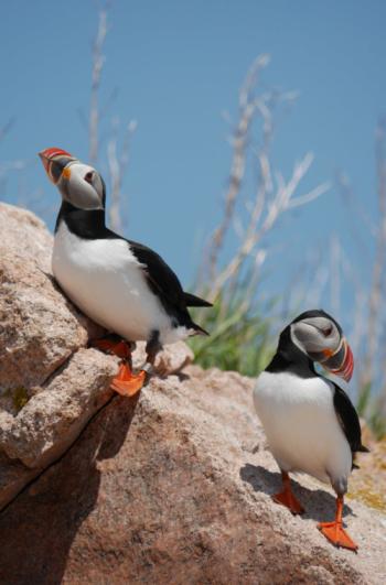 Is there a song about puffins? Come to the For the Birds Coffee House on October 12 with your bird song. Let’s see how many types of birds we can count in music!