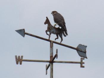 The adult male "daddy" Merlin perches on a weathervane to keep an eye on his neighborhood. (Photo courtesy Kristen Lindquist)