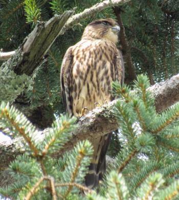 Merlin perched in a spruce tree favored by the family as a local hang-out. (Photo courtesy Kristen Lindquist)