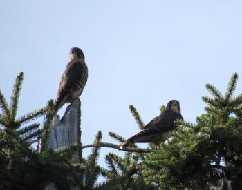 Although from this angle the bird on the left doesn't look noticeably larger than the adult male bird on the right, this is probably the mated pair enjoying moment away from the demanding kids. (Photo courtesy Kristen Lindquist)