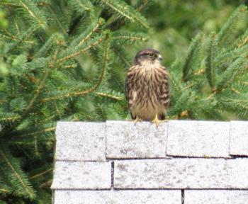 This roof peak is another favorite Merlin perch. This bird may be one of the two fledglings. (Photo courtesy Kristen Lindquist)