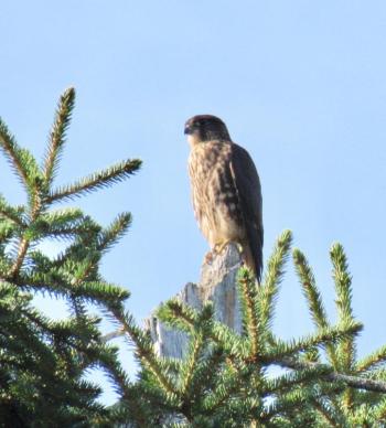 Merlins like to perch in spots with high visibility, to keep a good eye out for potential food or trespassers. (Photo courtesy Kristen Lindquist)