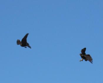 Merlins are strong, skilled fliers, expending a lot of energy chasing prey, perceived intruders, and, apparently, each other. (Photo courtesy Kristen Lindquist)