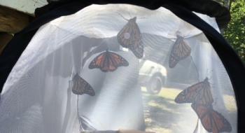 butterfly