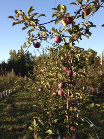 Apple orchards in Midcoast abound. (Photo courtesy Hope Orchards).