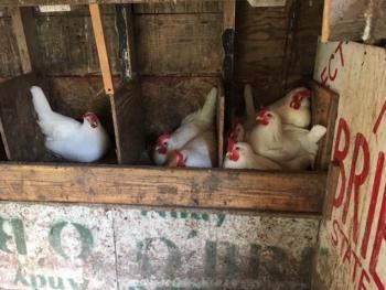 hens in nest