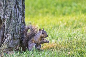 You want the squirrel to be outside in its natural habitat, not inside yours. (Photo courtesy Metro Creative).