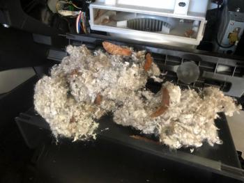 Mice nests in car. (Photo courtesy Hot Wax Auto Detail Center)