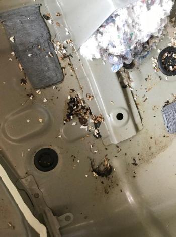 Mice nests in car. (Photo courtesy Hot Wax Auto Detail Center)