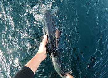 Releasing a tagged fish. Some of the tags will pop off and float to the surface and transmit their data to passing satellites in five months, others in nine months depending on how they were programmed. Photo credit: NOAA Fisheries/Tim Sheehan