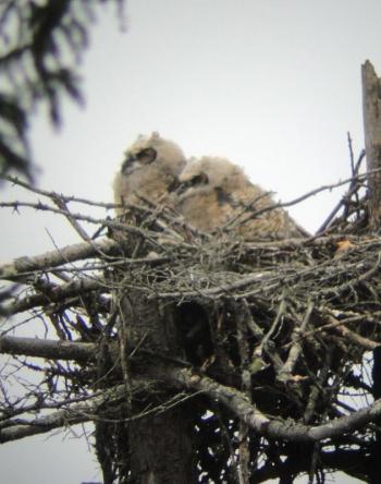 Great Horned Owl chicks in a nest on Vinalhaven. (Photo courtesy Kirk Gentalen)