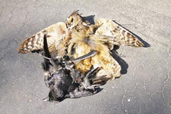 This Great Horned Owl was unfortunately struck by a car as it was flying off with its prey, an American Crow. (Photo courtesy Don Reimer)