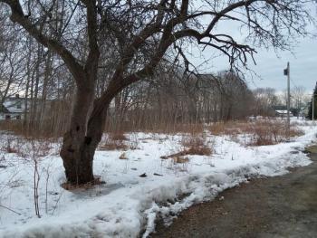 Looking along the north side of the proposed site.