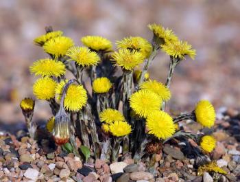 Coltsfoot flowers emerge well before the leaves. (Photo courtesy Andreas Trepte)