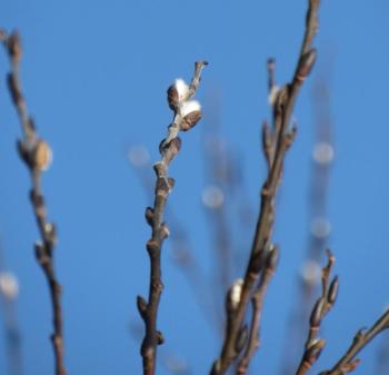 Pussy willows emerge. (Photo courtesy Kristen Lindquist)