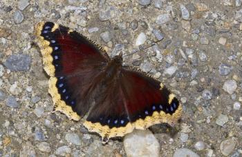Because it hibernates through the winter, the Mourning Cloak is usually the first butterfly we see each spring. (Photo courtesy Bryan Pfeiffer)